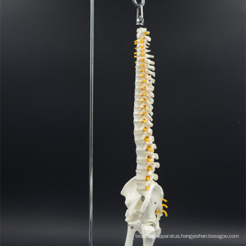 Long service life anatomical spine